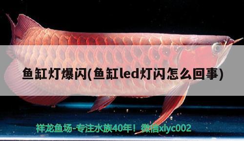 魚缸燈爆閃(魚缸led燈閃怎么回事) 慈雕魚