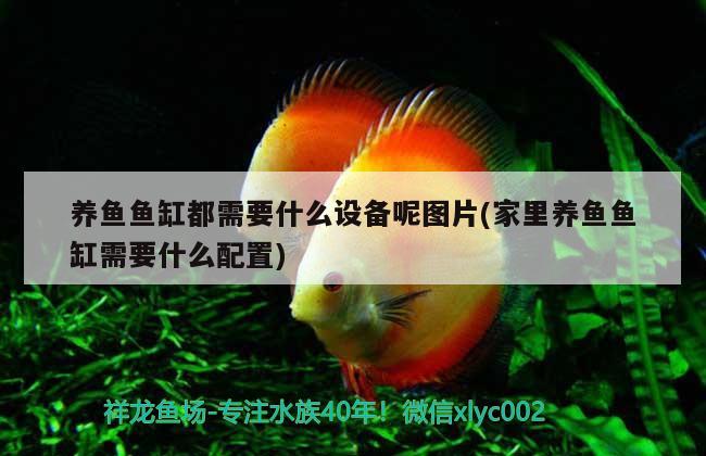 紅龍魚混養(yǎng)什么魚(紅龍混養(yǎng)什么魚好)