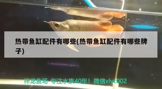 熱帶魚缸配件有哪些(熱帶魚缸配件有哪些牌子) 球鯊魚