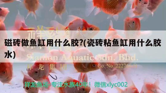 磁磚做魚缸用什么膠?(瓷磚粘魚缸用什么膠水) 夢幻雷龍魚