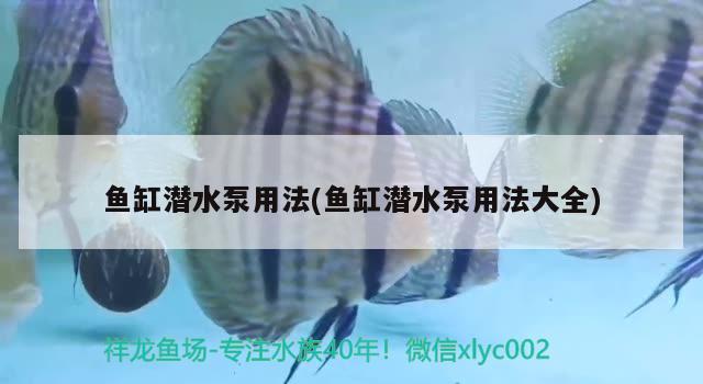 魚(yú)缸潛水泵用法(魚(yú)缸潛水泵用法大全) 朱巴利魚(yú)