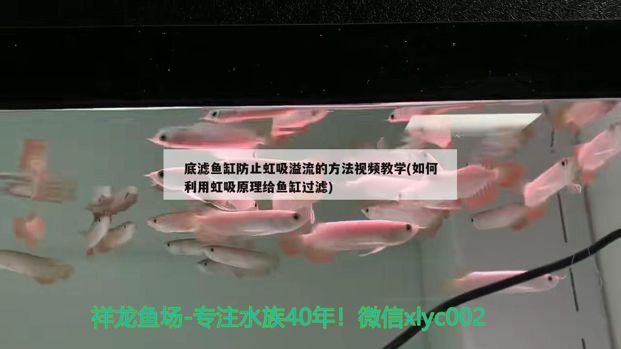 底濾魚缸防止虹吸溢流的方法視頻教學(如何利用虹吸原理給魚缸過濾) 羅漢魚