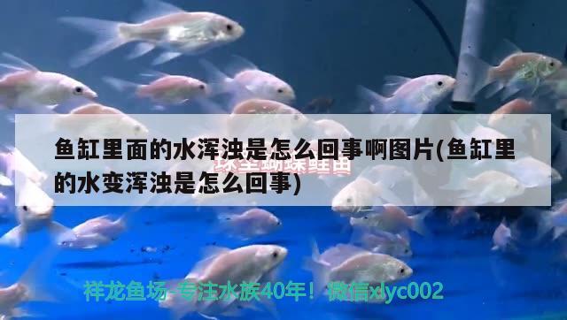 魚缸里面的水渾濁是怎么回事啊圖片(魚缸里的水變渾濁是怎么回事)