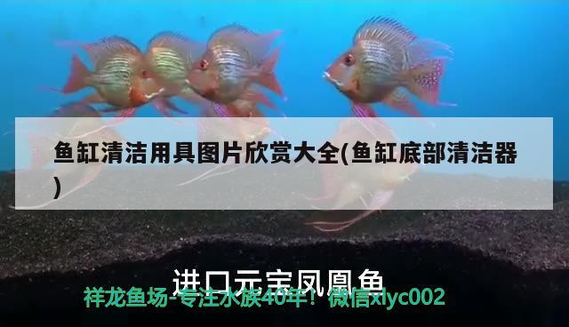 魚缸清潔用具圖片欣賞大全(魚缸底部清潔器) 泰龐海蓮魚