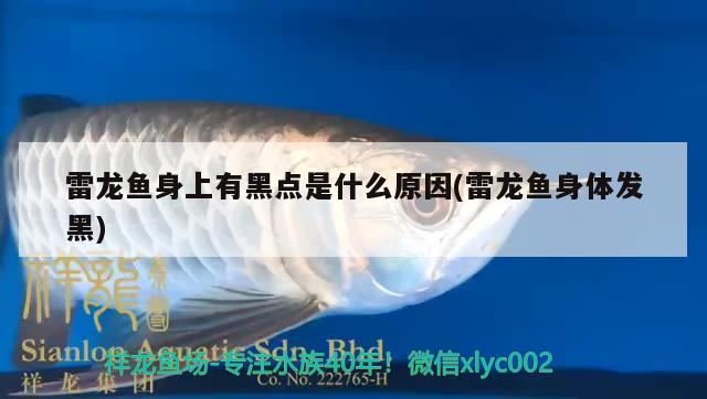 雷龍魚身上有黑點是什么原因(雷龍魚身體發(fā)黑) 泰龐海鰱魚