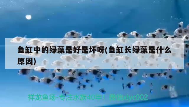 水族館魚缸擺放圖片欣賞(魚缸室內(nèi)擺放位置圖片) 恐龍王魚