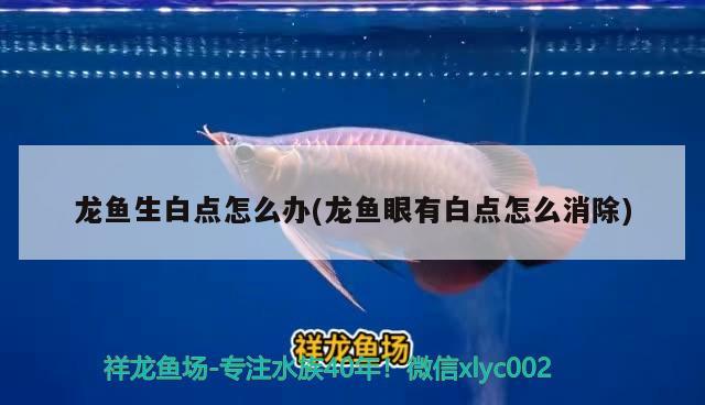 葫蘆島觀賞魚(yú)種類大全圖片：葫蘆島觀賞魚(yú)種類大全圖片高清