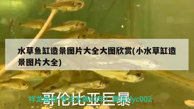 ERROR，鶴頂紅金魚是蘭壽嗎 觀賞魚 第3張