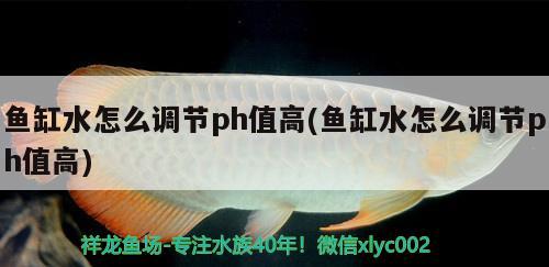 防止龍魚掉眼的最佳方法視頻教學(xué)(怎樣預(yù)防龍魚掉眼)