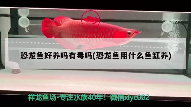 恐龍魚好養(yǎng)嗎有毒嗎(恐龍魚用什么魚缸養(yǎng)) 白子關(guān)刀魚