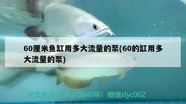 60厘米魚缸用多大流量的泵(60的缸用多大流量的泵)