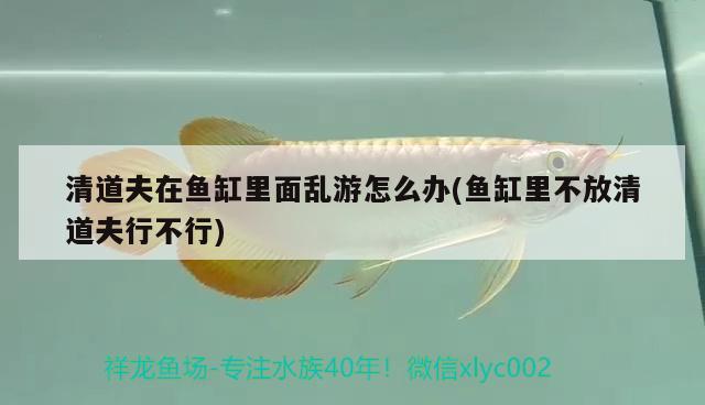 雷龍魚主食飼料的選擇方法(雷龍魚喂飼料好還是喂蝦好) 魚糧魚藥