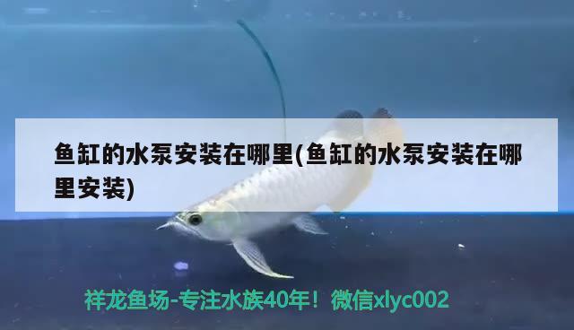 魚缸的水泵安裝在哪里(魚缸的水泵安裝在哪里安裝) 廣州龍魚批發(fā)市場