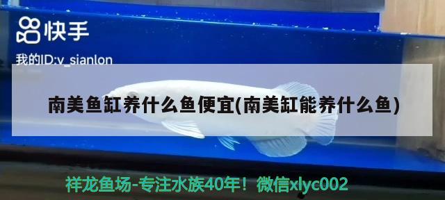 南美魚缸養(yǎng)什么魚便宜(南美缸能養(yǎng)什么魚) 蝴蝶鯉魚苗