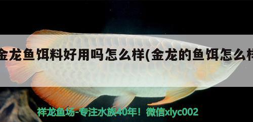 金龍魚餌料好用嗎怎么樣(金龍的魚餌怎么樣)