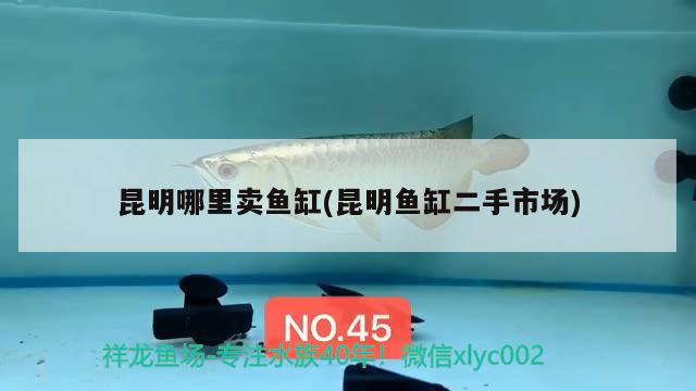 昆明哪里賣魚缸(昆明魚缸二手市場) 白子銀龍魚苗