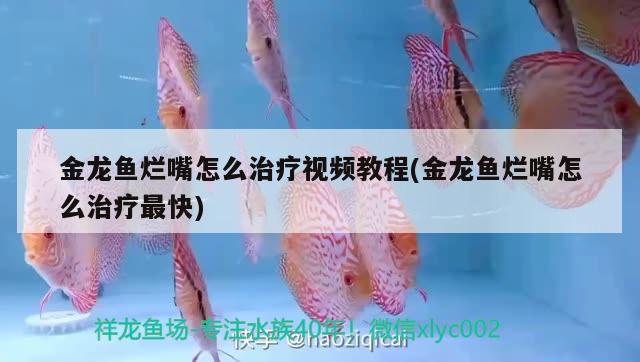 金龍魚爛嘴怎么治療視頻教程(金龍魚爛嘴怎么治療最快)