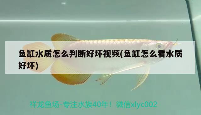 魚(yú)缸水質(zhì)怎么判斷好壞視頻(魚(yú)缸怎么看水質(zhì)好壞) 蝴蝶鯉魚(yú)苗