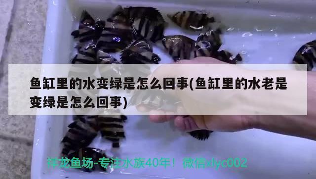 伊罕過濾桶衰減換轉(zhuǎn)子有用嗎：想入手養(yǎng)水草和小魚，四五十的小缸，如何入手好