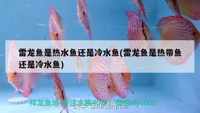 雷龍魚是熱水魚還是冷水魚(雷龍魚是熱帶魚還是冷水魚) 黑水素