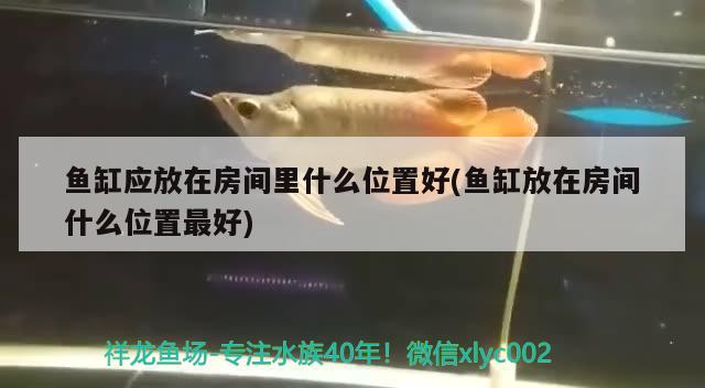 魚缸應(yīng)放在房間里什么位置好(魚缸放在房間什么位置最好)