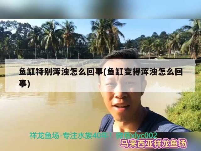 魚缸特別渾濁怎么回事(魚缸變得渾濁怎么回事)