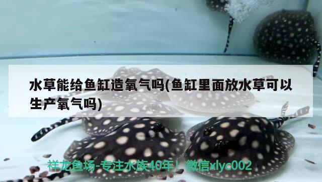 水草能給魚缸造氧氣嗎(魚缸里面放水草可以生產(chǎn)氧氣嗎) 水草