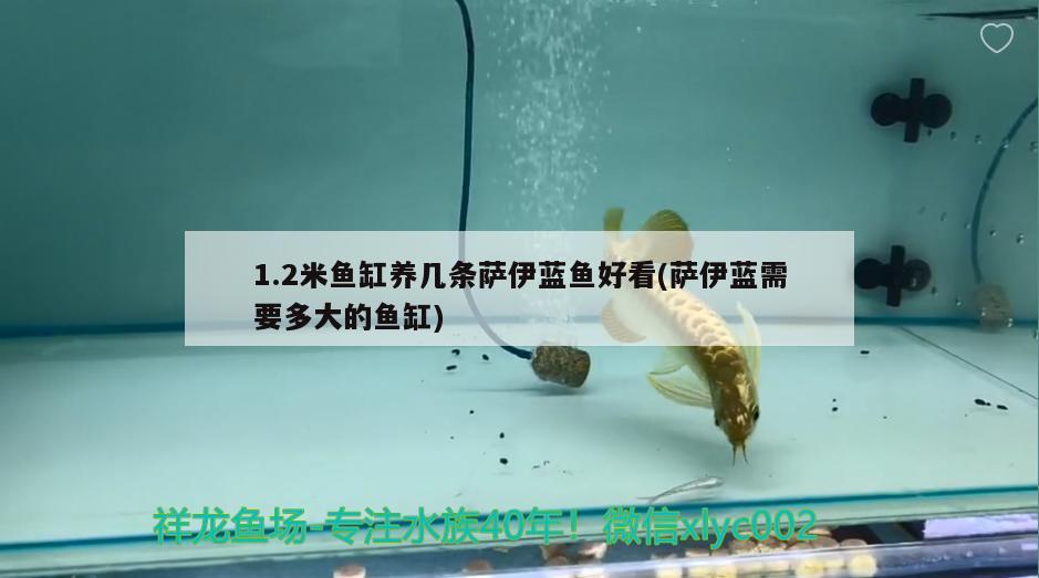 1.2米魚缸養(yǎng)幾條薩伊藍(lán)魚好看(薩伊藍(lán)需要多大的魚缸) 薩伊藍(lán)魚