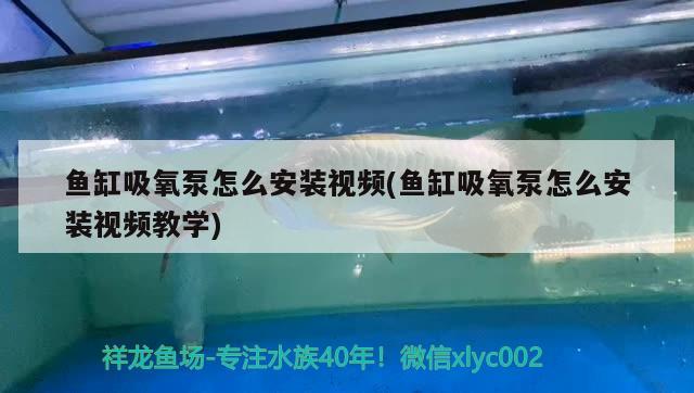 魚缸吸氧泵怎么安裝視頻(魚缸吸氧泵怎么安裝視頻教學)