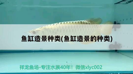 斑馬魚幾天換一次水小魚缸(斑馬魚自來水要放幾天) 白玉紅龍魚