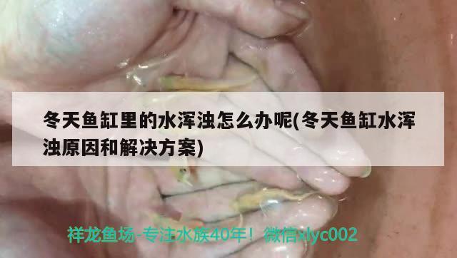 冬天魚缸里的水渾濁怎么辦呢(冬天魚缸水渾濁原因和解決方案) 黑云魚