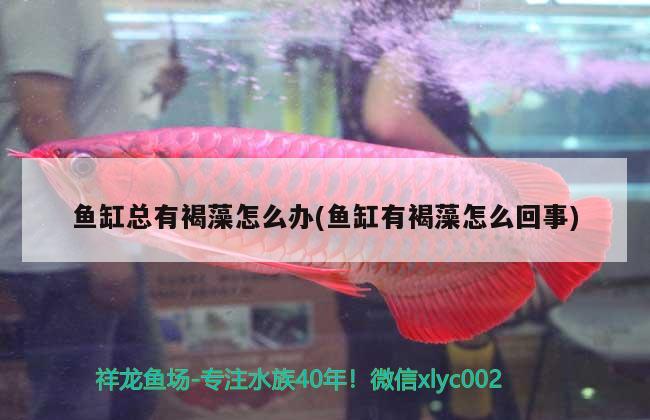 魚缸總有褐藻怎么辦(魚缸有褐藻怎么回事)