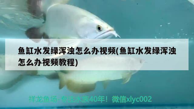 魚缸水發(fā)綠渾濁怎么辦視頻(魚缸水發(fā)綠渾濁怎么辦視頻教程) 大正錦鯉魚