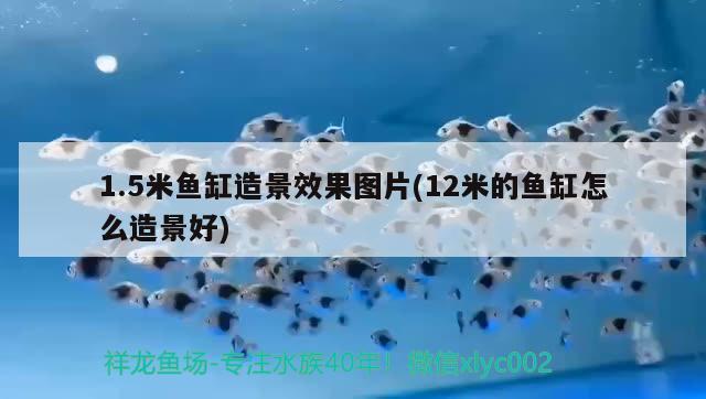 1.5米魚缸造景效果圖片(12米的魚缸怎么造景好) 哥倫比亞巨暴魚苗