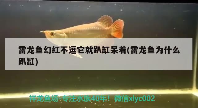 雷龍魚(yú)幻紅不逗它就趴缸呆著(雷龍魚(yú)為什么趴缸) 一眉道人魚(yú)苗 第1張