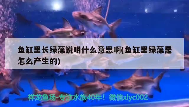 魚缸里長綠藻說明什么意思啊(魚缸里綠藻是怎么產(chǎn)生的) 祥龍超血紅龍魚