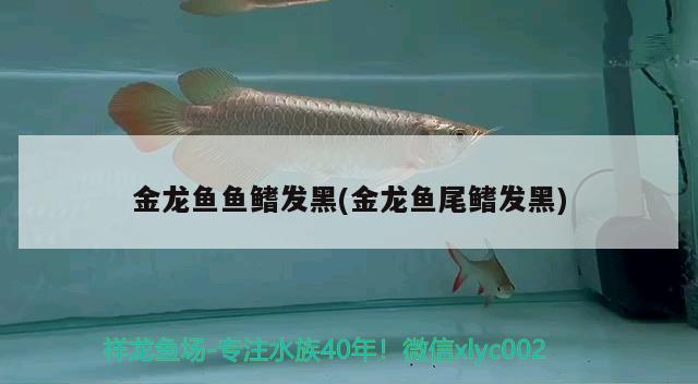 金龍魚魚鰭發(fā)黑(金龍魚尾鰭發(fā)黑) 黑帝王魟魚