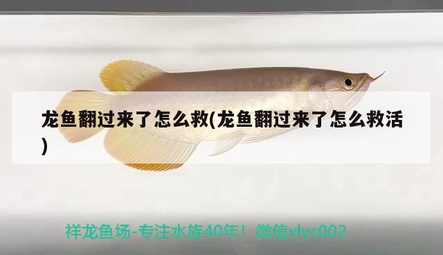 龍魚翻過來了怎么救(龍魚翻過來了怎么救活) 泰國(guó)雪鯽魚