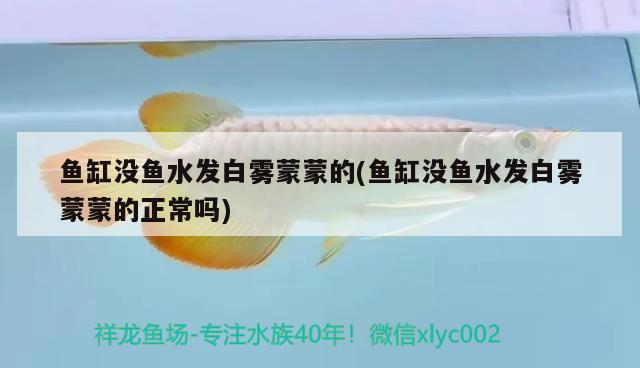 魚缸沒(méi)魚水發(fā)白霧蒙蒙的(魚缸沒(méi)魚水發(fā)白霧蒙蒙的正常嗎) 粗線銀版魚