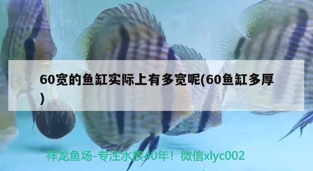 60寬的魚缸實際上有多寬呢(60魚缸多厚)