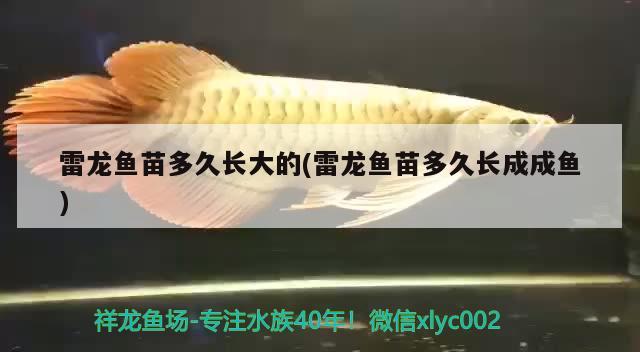 雷龍魚苗多久長大的(雷龍魚苗多久長成成魚)