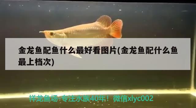 金龍魚配魚什么最好看圖片(金龍魚配什么魚最上檔次)