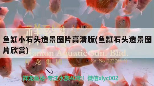 魚缸水草怎么種植好養(yǎng)(怎樣養(yǎng)魚缸水草) 水草