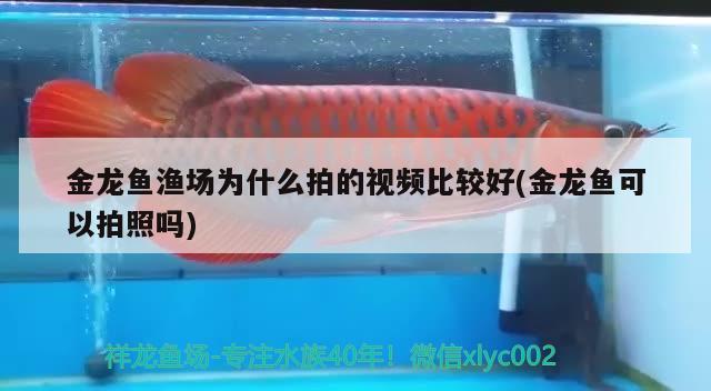 魚缸放在入戶門正對面可以嗎 魚缸放在進戶門的旁邊好還是放在斜對面好