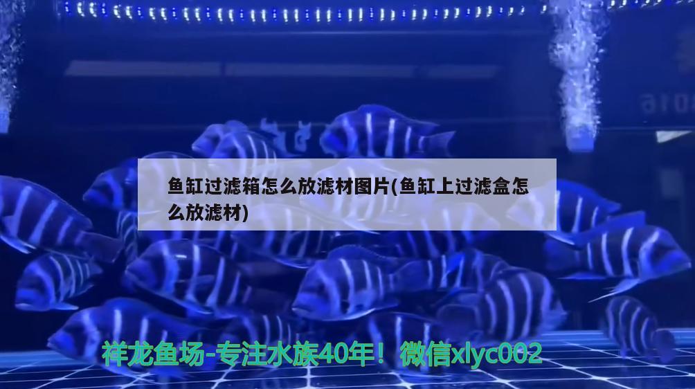 魚缸過濾箱怎么放濾材圖片(魚缸上過濾盒怎么放濾材) 金老虎魚