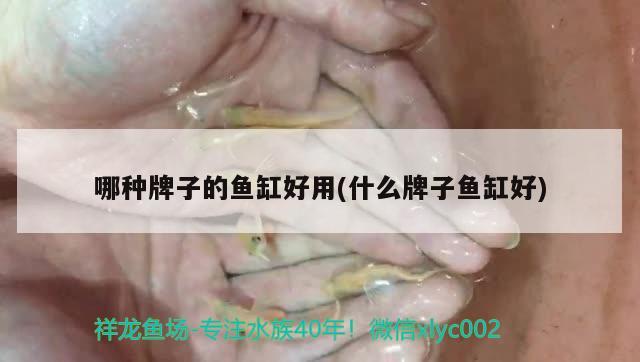 金花羅漢魚吃什么起頭快，泰金羅漢魚和金花羅漢魚有什么區(qū)別