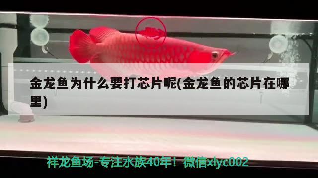 金龍魚為什么要打芯片呢(金龍魚的芯片在哪里) 國產元寶鳳凰魚