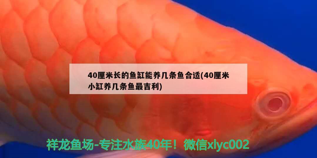 40厘米長的魚缸能養(yǎng)幾條魚合適(40厘米小缸養(yǎng)幾條魚最吉利) 祥龍龍魚魚糧