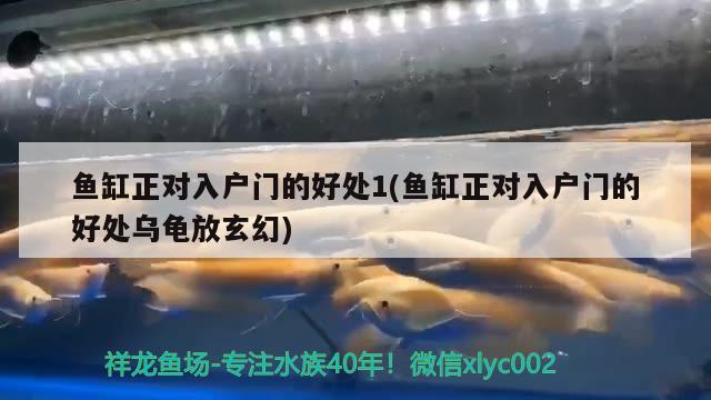 魚缸正對入戶門的好處1(魚缸正對入戶門的好處烏龜放玄幻) 烏龜