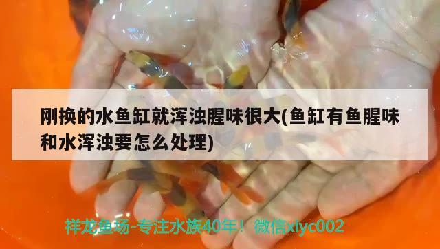 剛換的水魚缸就渾濁腥味很大(魚缸有魚腥味和水渾濁要怎么處理)